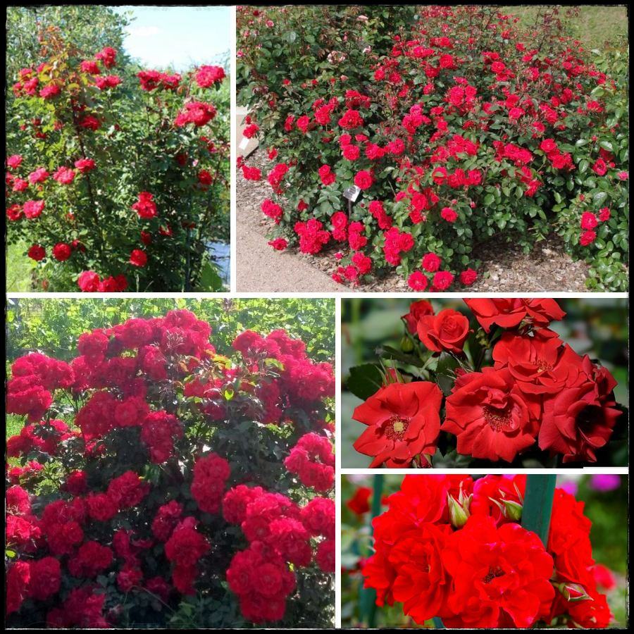 Brillant Kosar róże parkowe